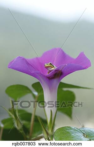 Japanese Morning Glory View Large Photo Image Stock Image - Japanese Morning Glory. Fotosearch