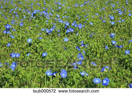 Stock Image - Japanese Morning Glory. Fotosearch