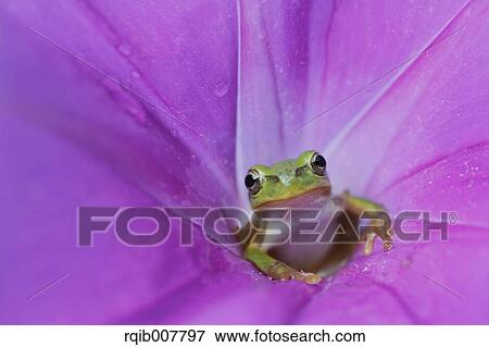 Japanese Morning Glory View Large Photo Image Stock Photo - Japanese Morning Glory. Fotosearch