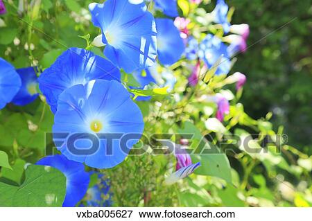 Japanese Morning Glory View Large Photo Image Stock Photo - Japanese Morning Glory. Fotosearch