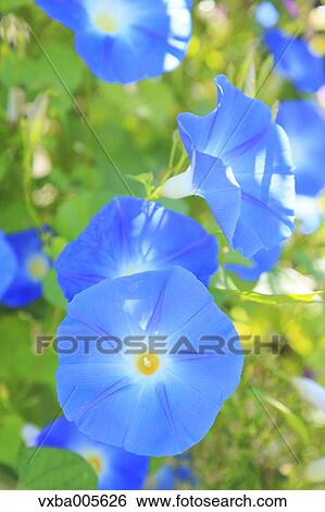 Stock Photograph - Japanese Morning Glory. Fotosearch