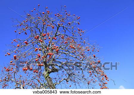 Japanese Persimmon View Large Photo Image Stock Image - Japanese Persimmon. Fotosearch
