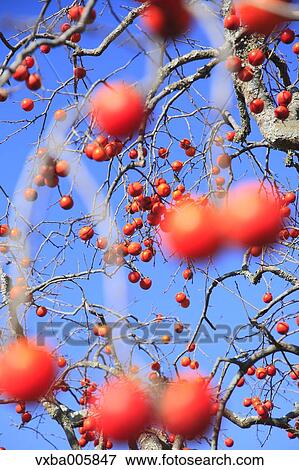 Japanese Persimmon View Large Photo Image Stock Photo - Japanese Persimmon. Fotosearch