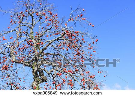 Japanese Persimmon View Large Photo Image Stock Photo - Japanese Persimmon. Fotosearch