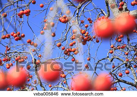 Japanese Persimmon View Large Photo Image Stock Photograph - Japanese Persimmon. Fotosearch