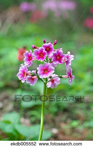 Stock Image - Japanese Primrose. Fotosearch
