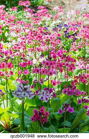 Japanese Primrose View Large Photo Image Stock Photo - Japanese Primrose. Fotosearch
