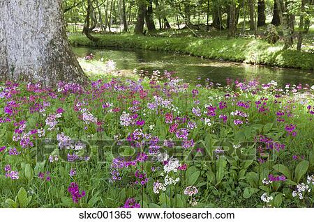 Japanese primrose View Large Photo Image Stock Photography - Japanese primrose. Fotosearch