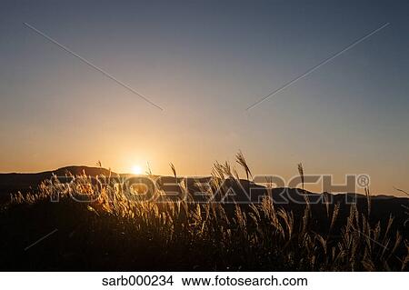 Japanese silver grass View Large Photo Image Picture - Japanese silver grass. Fotosearch
