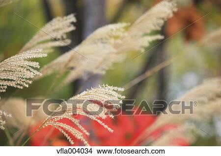 Japanese silver grass View Large Photo Image Picture - Japanese silver grass. Fotosearch