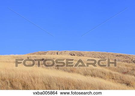 Japanese silver grass View Large Photo Image Picture - Japanese silver grass. Fotosearch