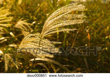 Japanese silver grass View Large Photo Image Stock Image - Japanese silver grass. Fotosearch