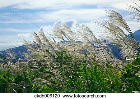Stock Image - Japanese silver grass. Fotosearch