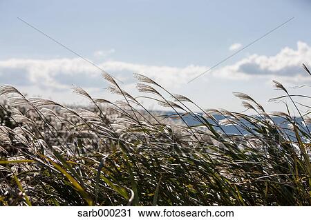 Japanese silver grass View Large Photo Image Stock Image - Japanese silver grass. Fotosearch