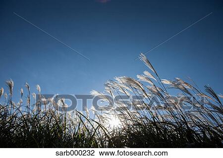 Japanese silver grass View Large Photo Image Stock Image - Japanese silver grass. Fotosearch