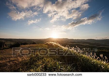 Stock Image - Japanese silver grass. Fotosearch