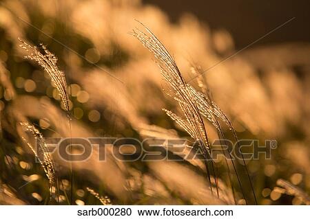 Stock Image - Japanese silver grass. Fotosearch