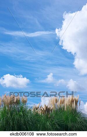 Stock Photo - Japanese silver grass. Fotosearch