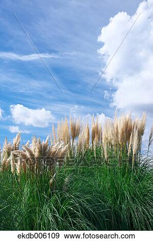 Japanese silver grass View Large Photo Image Stock Photo - Japanese silver grass. Fotosearch