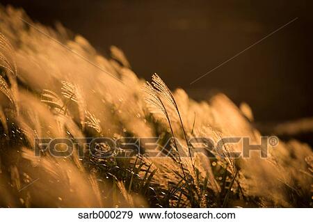 Japanese silver grass View Large Photo Image Stock Photo - Japanese silver grass. Fotosearch