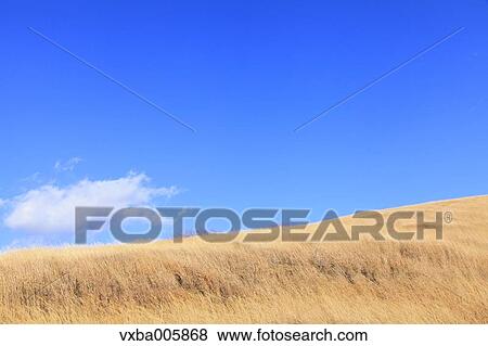 Japanese silver grass View Large Photo Image Stock Photo - Japanese silver grass. Fotosearch
