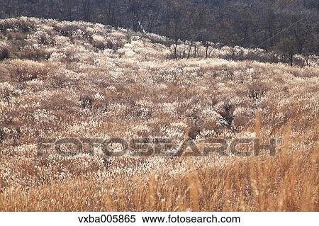 Japanese silver grass View Large Photo Image Stock Photography - Japanese silver grass. Fotosearch