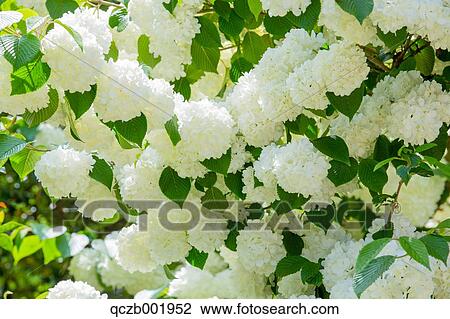 Japanese Snowball View Large Photo Image Stock Image - Japanese Snowball. Fotosearch