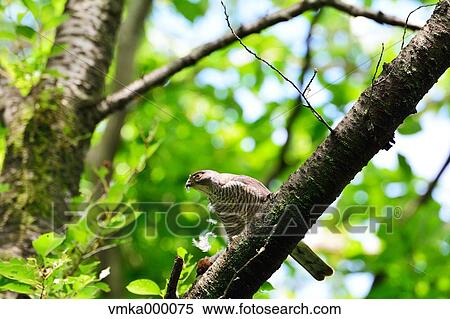 Japanese Sparrowhawk View Large Photo Image Stock Photography - Japanese Sparrowhawk. Fotosearch