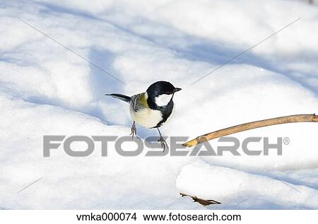 Picture - Japanese Tit. Fotosearch