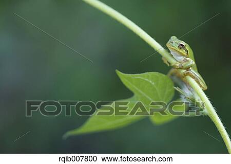 Stock Image - Japanese Tree Frog. Fotosearch