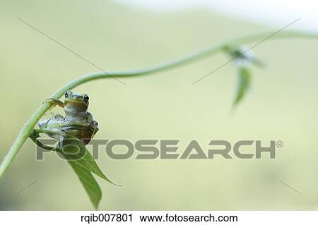 Stock Image - Japanese Tree Frog. Fotosearch