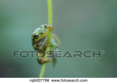 Japanese Tree Frog View Large Photo Image Stock Photo - Japanese Tree Frog. Fotosearch
