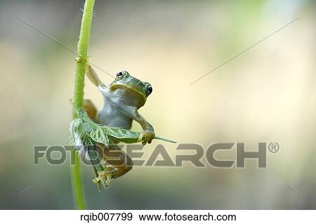 Japanese Tree Frog View Large Photo Image Stock Photo - Japanese Tree Frog. Fotosearch