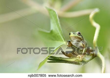 Stock Photography - Japanese Tree Frog. Fotosearch