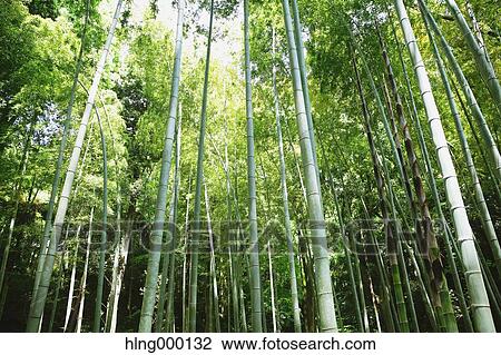 Kanagawa Prefecture, Japan View Large Photo Image Stock Image - Kanagawa Prefecture, Japan. Fotosearch