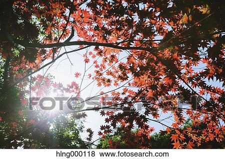 Kanagawa Prefecture, Japan View Large Photo Image Stock Photo - Kanagawa Prefecture, Japan. Fotosearch
