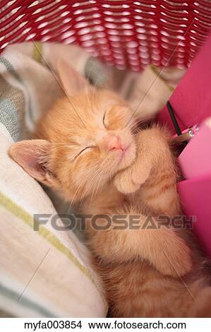 Kitten View Large Photo Image Picture - Kitten. Fotosearch