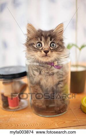 Picture - Kitten. Fotosearch
