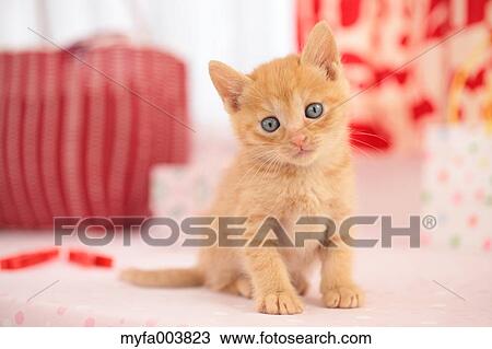Kitten View Large Photo Image Stock Image - Kitten. Fotosearch
