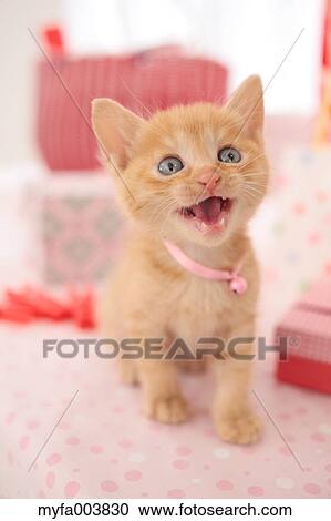 Kitten View Large Photo Image Stock Image - Kitten. Fotosearch