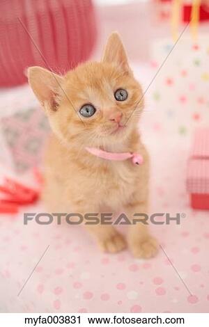 Kitten View Large Photo Image Stock Image - Kitten. Fotosearch