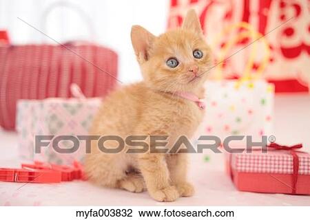 Kitten View Large Photo Image Stock Image - Kitten. Fotosearch