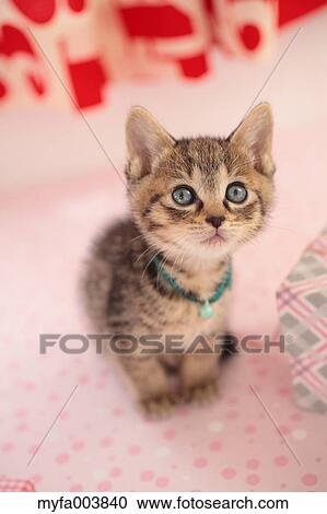 Kitten View Large Photo Image Stock Image - Kitten. Fotosearch