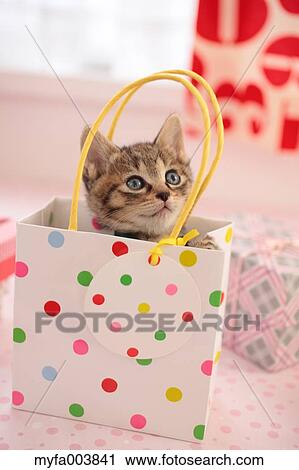 Kitten View Large Photo Image Stock Image - Kitten. Fotosearch