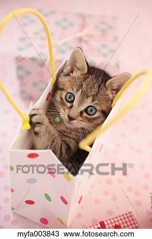 Kitten View Large Photo Image Stock Image - Kitten. Fotosearch