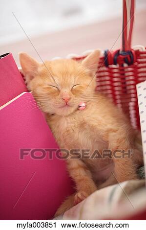 Stock Image - Kitten. Fotosearch