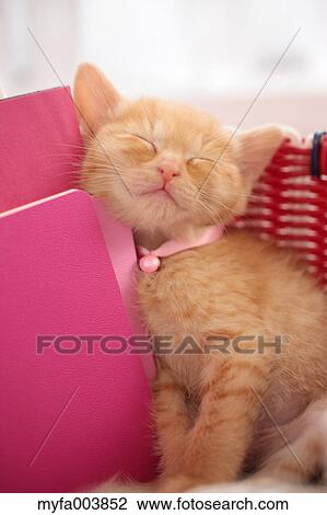 Kitten View Large Photo Image Stock Image - Kitten. Fotosearch