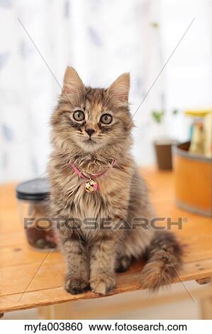 Kitten View Large Photo Image Stock Image - Kitten. Fotosearch