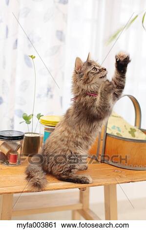 Kitten View Large Photo Image Stock Image - Kitten. Fotosearch
