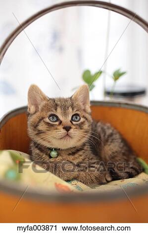 Kitten View Large Photo Image Stock Image - Kitten. Fotosearch